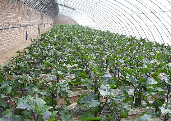 全鋼架土墻體日光溫室 全鋼架土墻體日光溫室