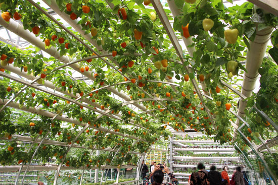 玻璃智能溫室、陽光板智能溫室