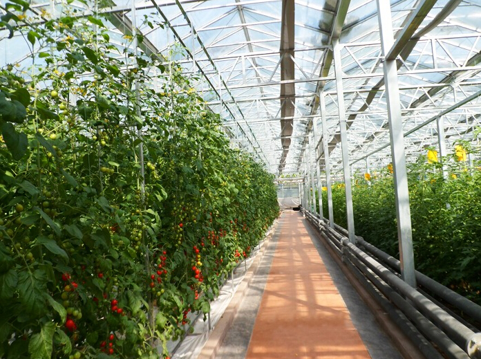 山東省壽光市蔬菜高科技示范園九號(hào)廳(陽(yáng)光板智能連棟溫室) 山東省壽光市蔬菜高科技示范園九號(hào)廳(陽(yáng)光板智能連棟溫室)