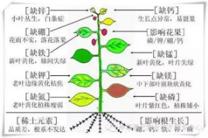 植物必須的大量元素，及作用