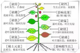 植物所需元素圖 植物所需元素圖