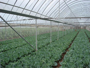 溫室工程防滴水方法 溫室工程防滴水方法